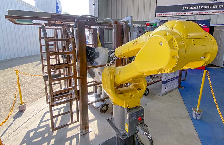 A FANUC robot arm inoculates a dairy cow as part of Pharm Robotics' SureShot.