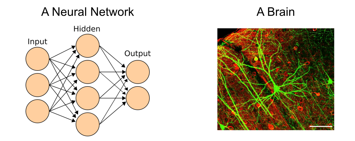 A neural network (left) vs the brain (right). src1 src2