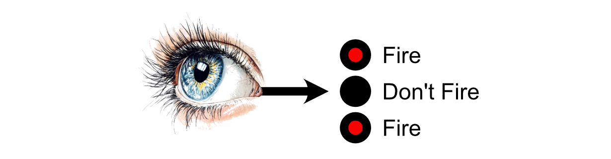 Imagine the signal from the eye directly feeds into three neurons, and two decide to fire.