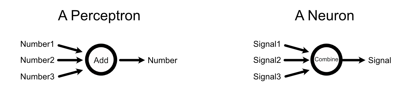 Perceptrons output numbers, while neurons output electrochemical signals.