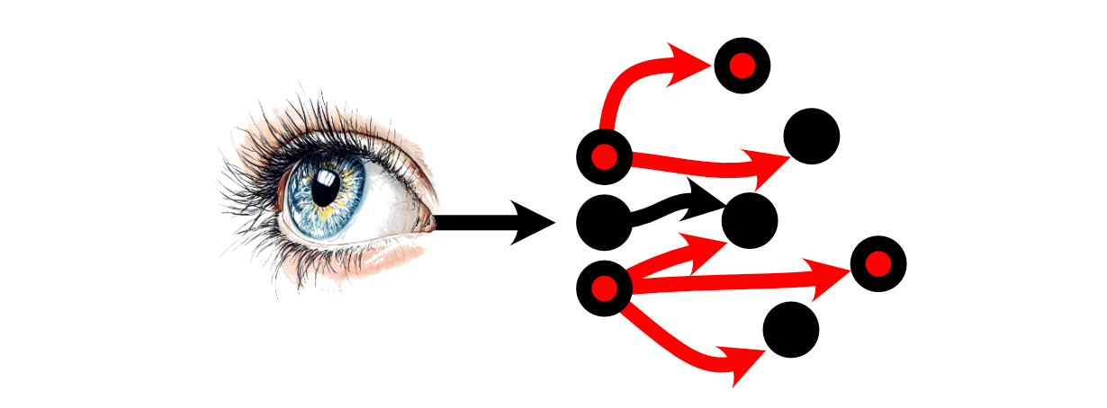 Neurons receive stimulus from previous neurons and then choose whether or not to fire based on the magnitude of the stimulus.